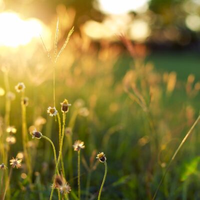 Sunshine on plants in a field